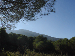 Imagen del pinar de la Sierra de Mijas