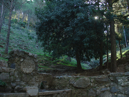 Imagen de la famosa Fuente del Acebuche en la Sierra de Alhaurn el Grande