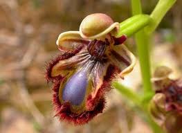 Orqudea (Ophrys speculum)
